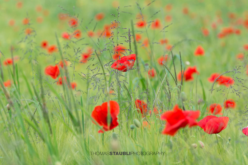 Mohnblumen