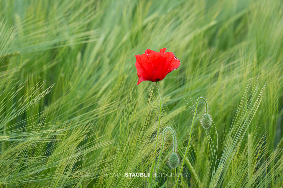 Mohnblume im Weizenfeld