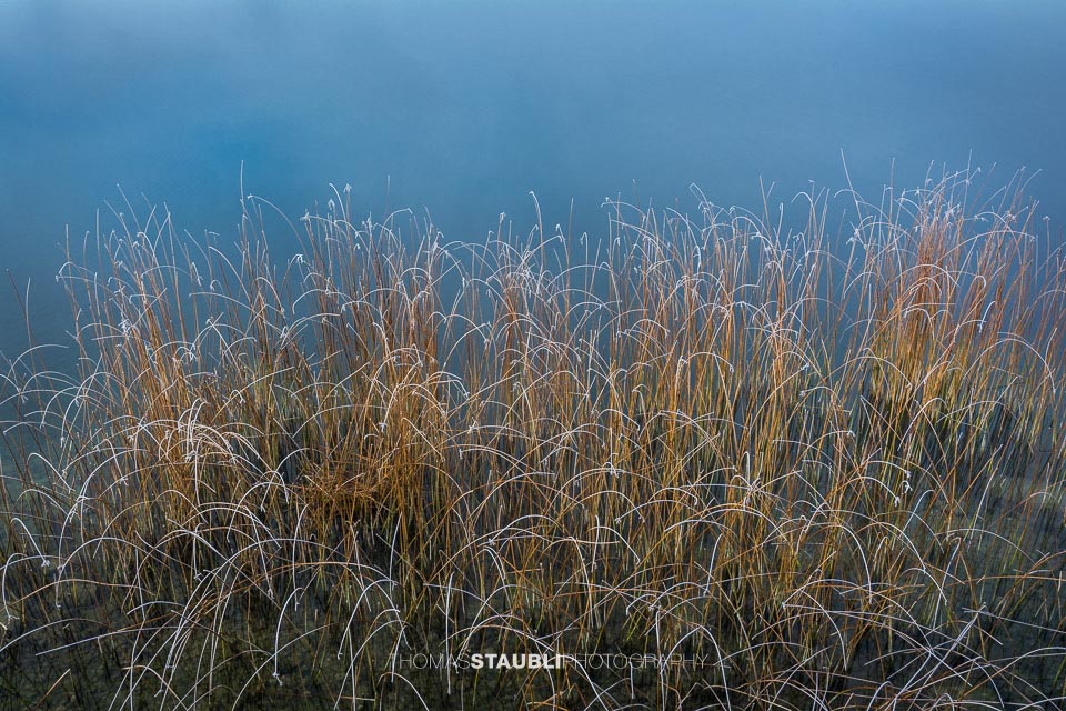 Schilfimpressionen