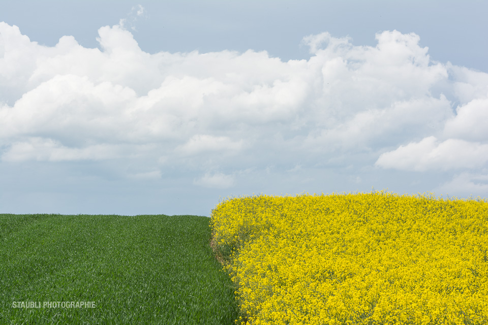 Wolkenhimmel über Raps- und Getreidefeld
