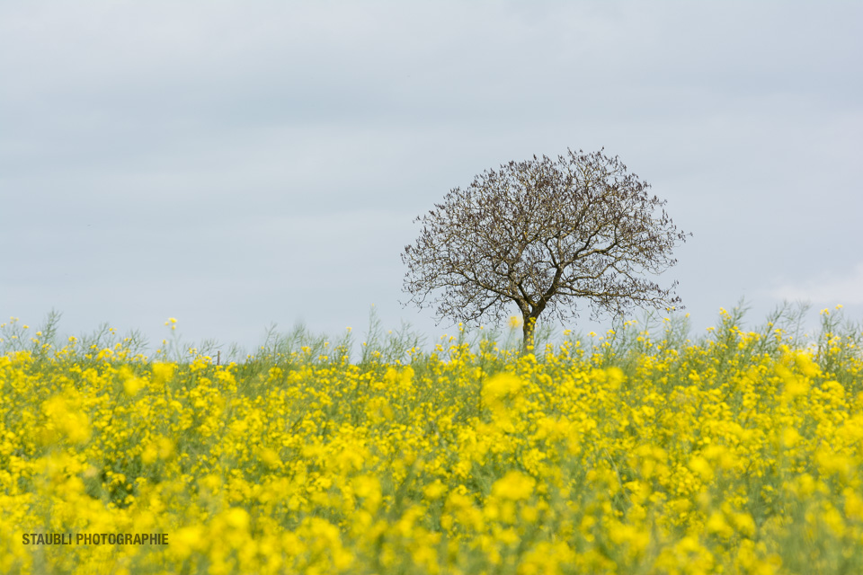 Baum im Rapsfeld