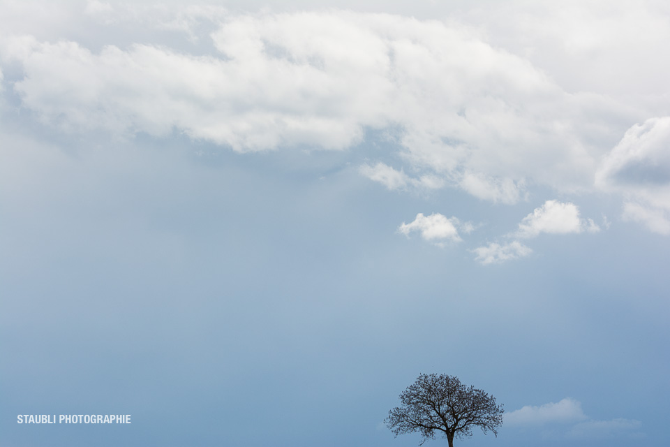 Baum und Wolken