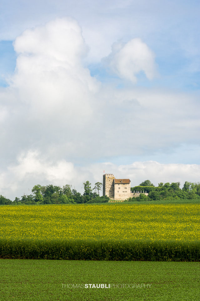 Rapsfelder bei Habsburg