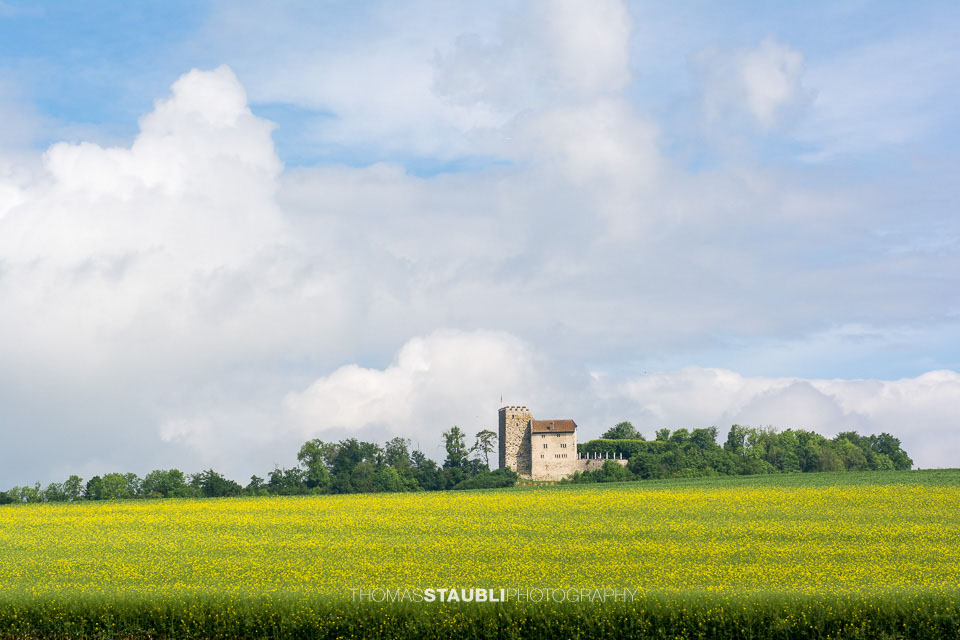 Rapsfelder bei Habsburg
