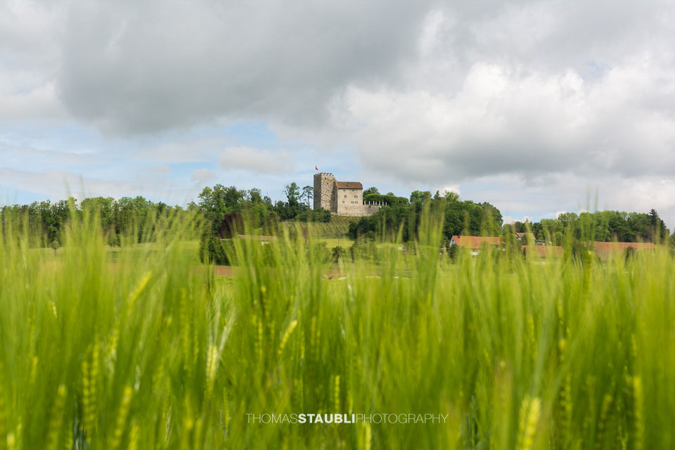 Kornfelder bei Habsburg
