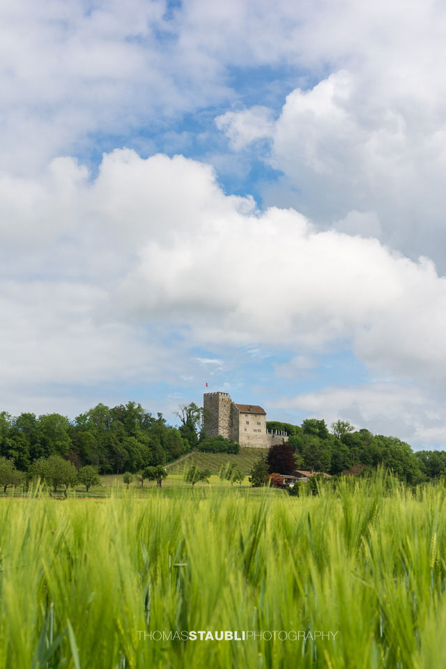 Kornfelder bei Habsburg