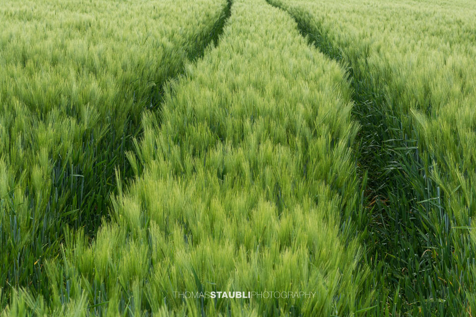 Traktorspuren im Kornfeld