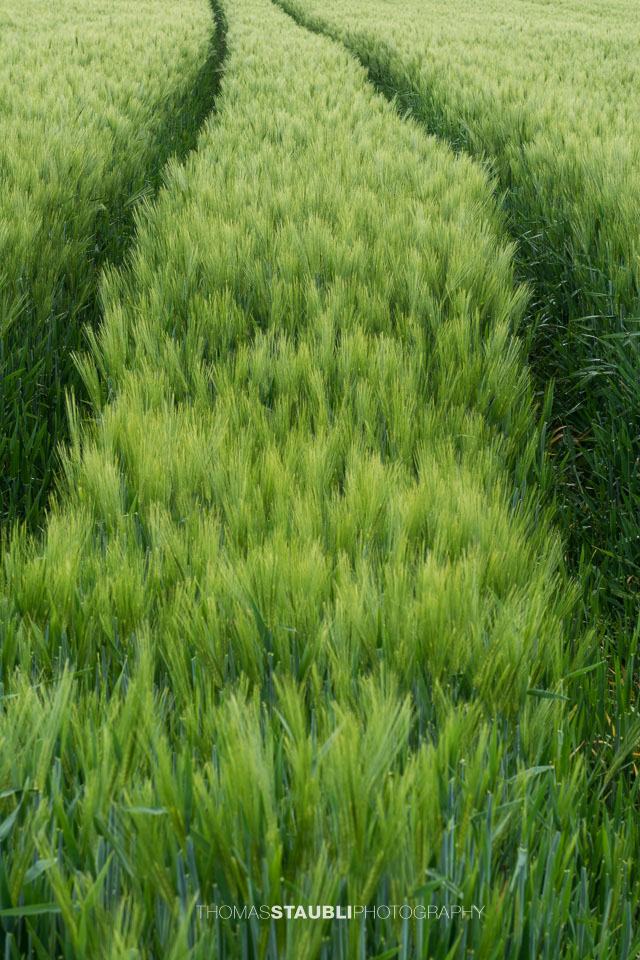 Traktorspuren im Kornfeld