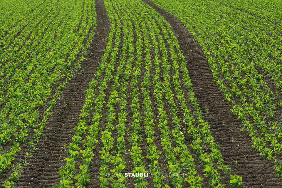 Setzlinge in Reih und Glied