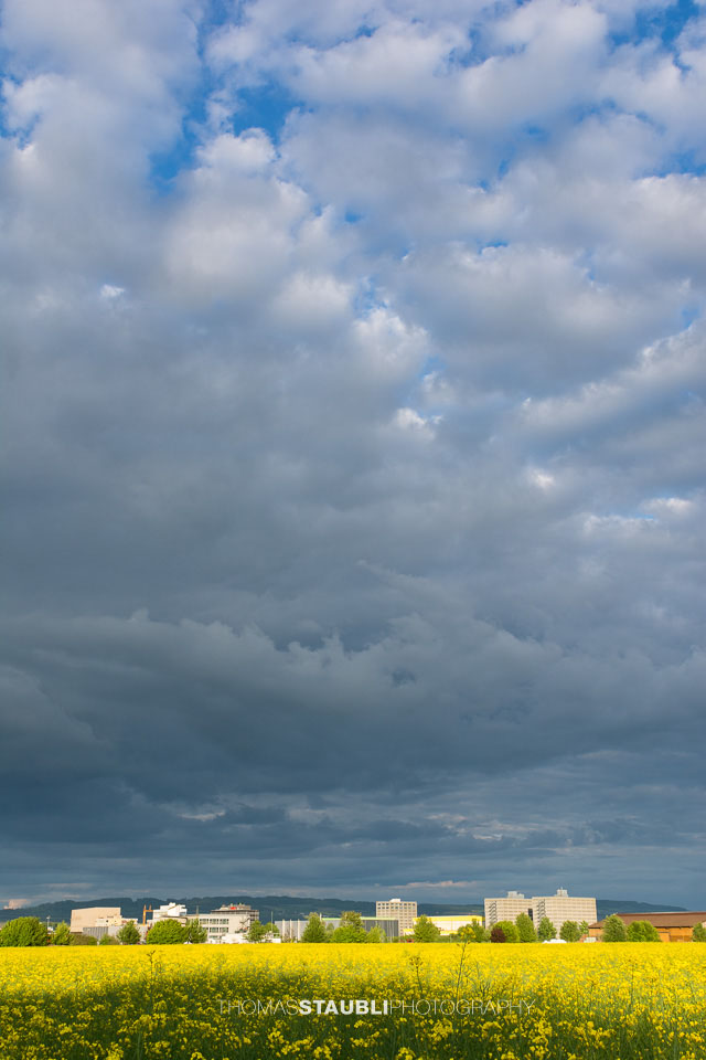 Rapsfelder bei Lupfig