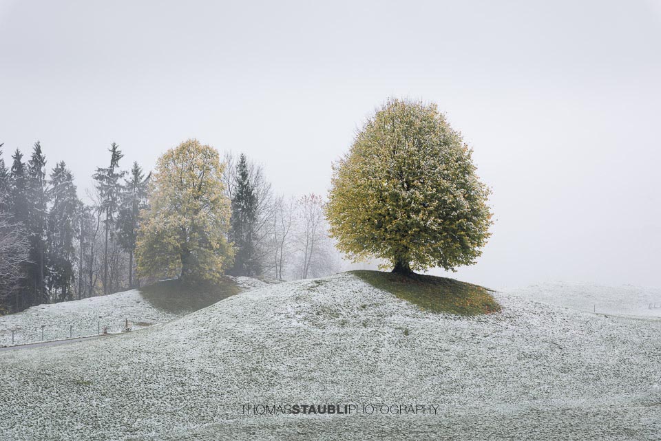 verschneiter Herbstbaum
