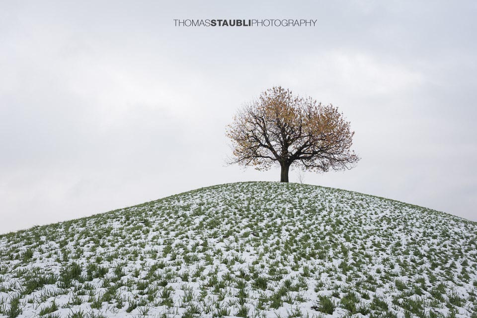 Baum auf verschneitem Hügel