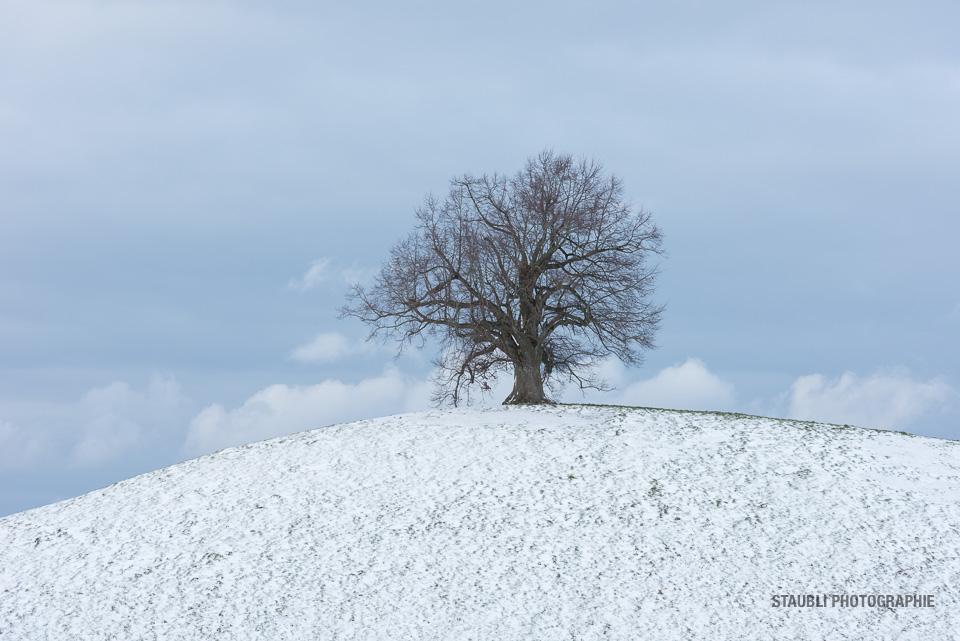 Baum auf Hügel
