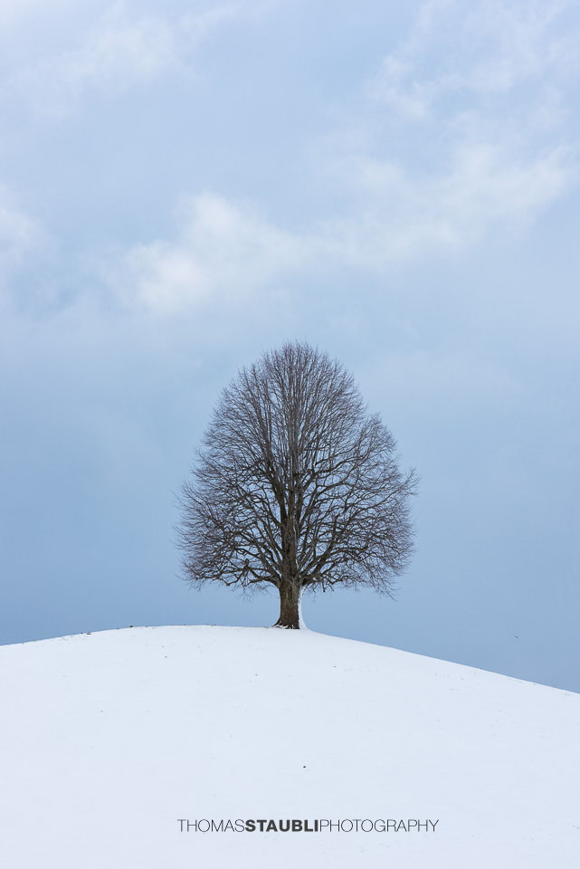 Baum im Winter
