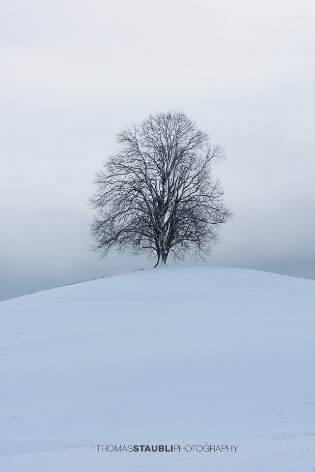 Baum im Winter