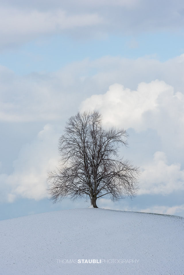 Baum im Winter