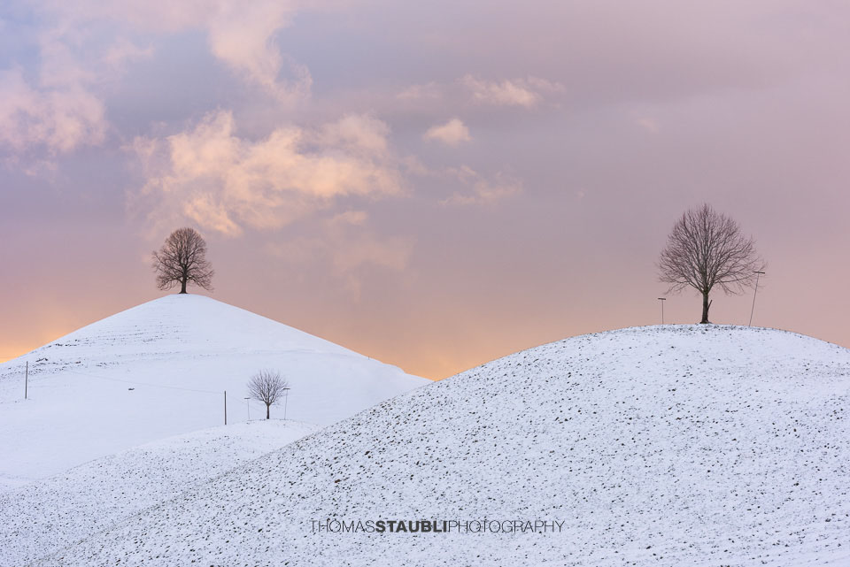 Lindenbaum auf verschneitem Hügel