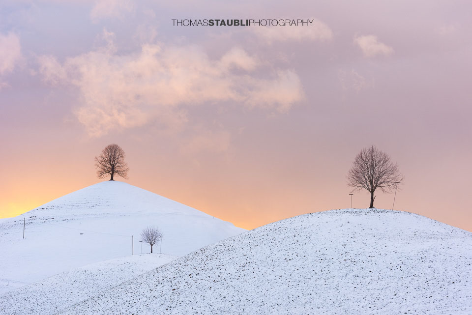 Lindenbaum auf verschneitem Hügel
