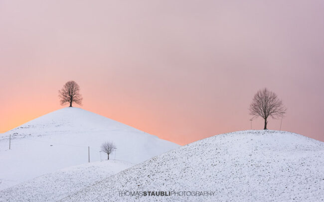Lindenbaum auf verschneitem Hügel