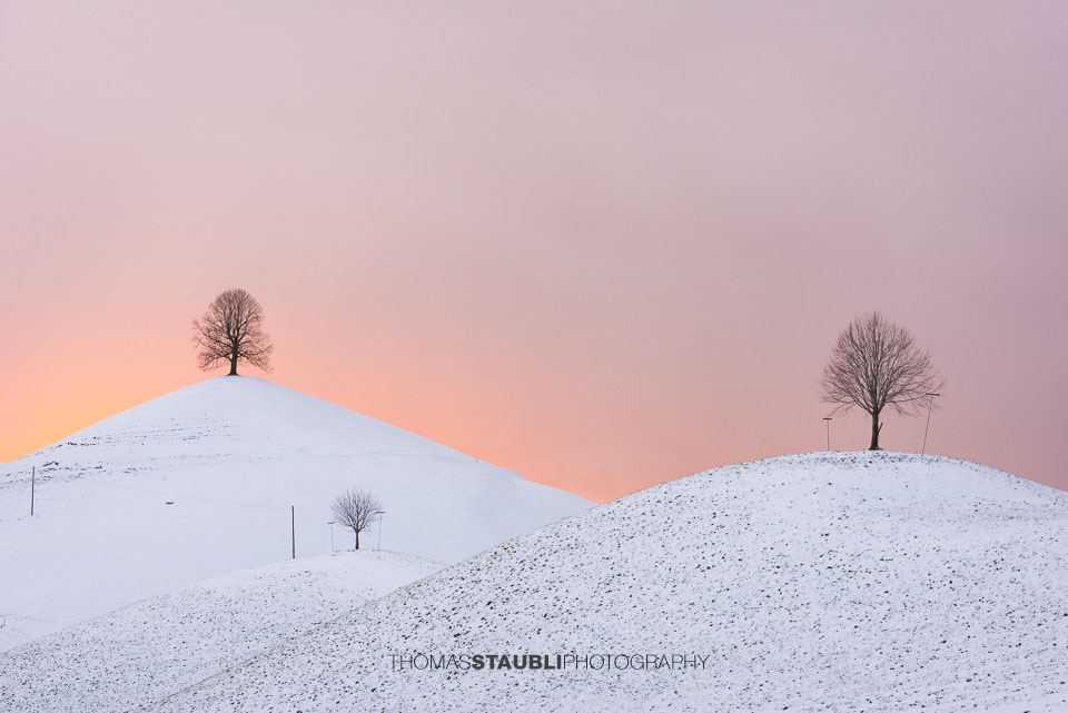 Lindenbaum auf verschneitem Hügel