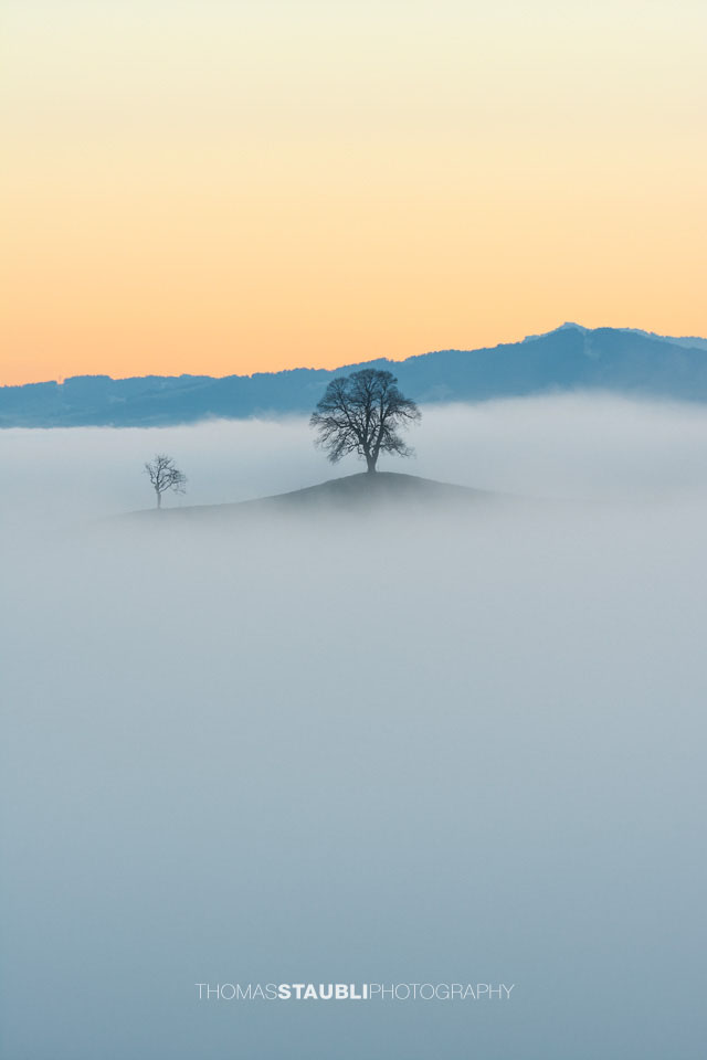 Baum ragt aus dem Nebelmeer