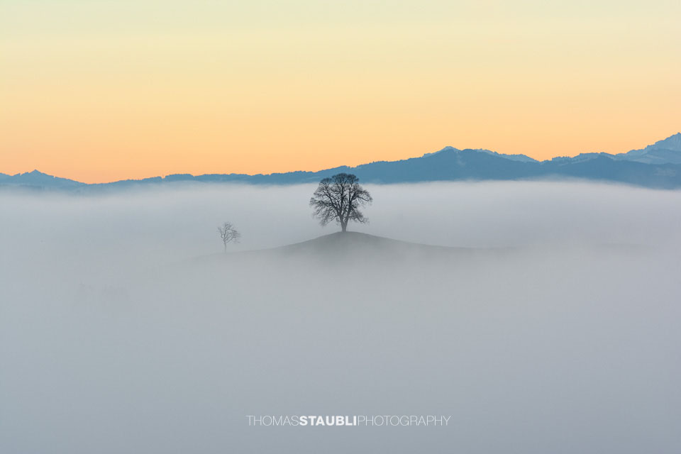 Baum ragt aus dem Nebelmeer