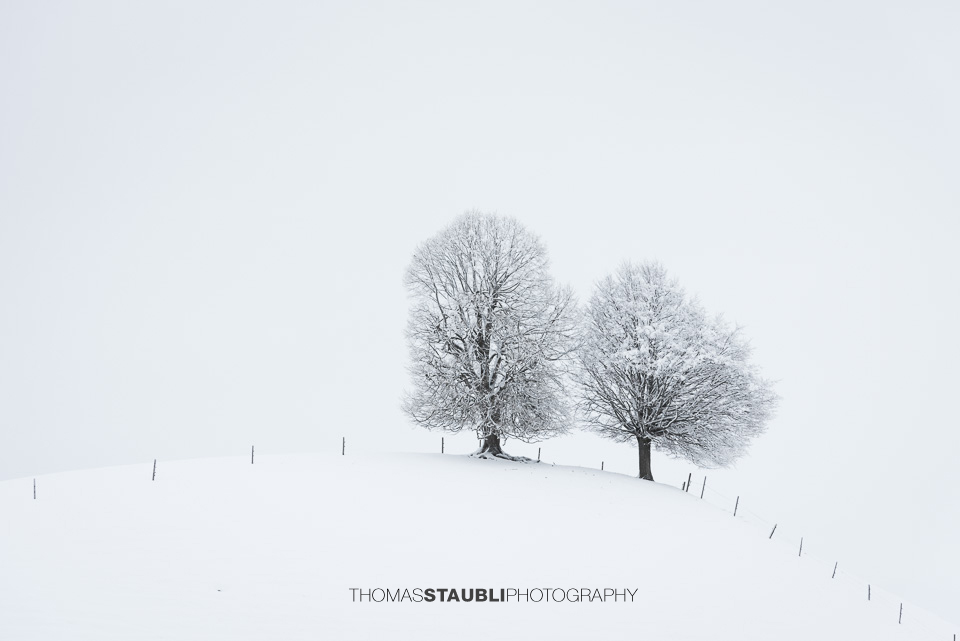 zwei Bäume auf verschneitem Hügel