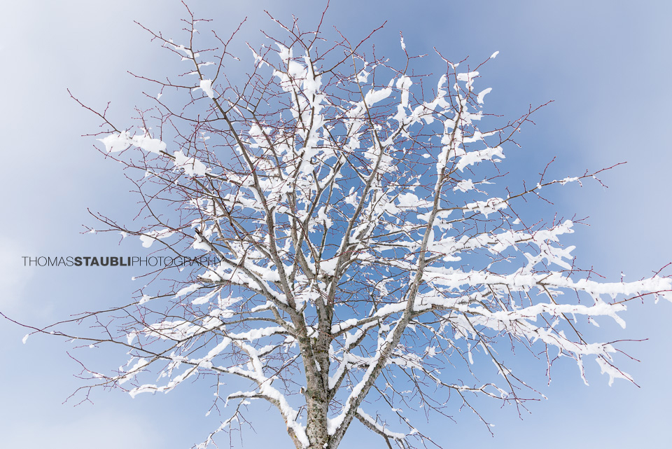 Baum im Winterkleid