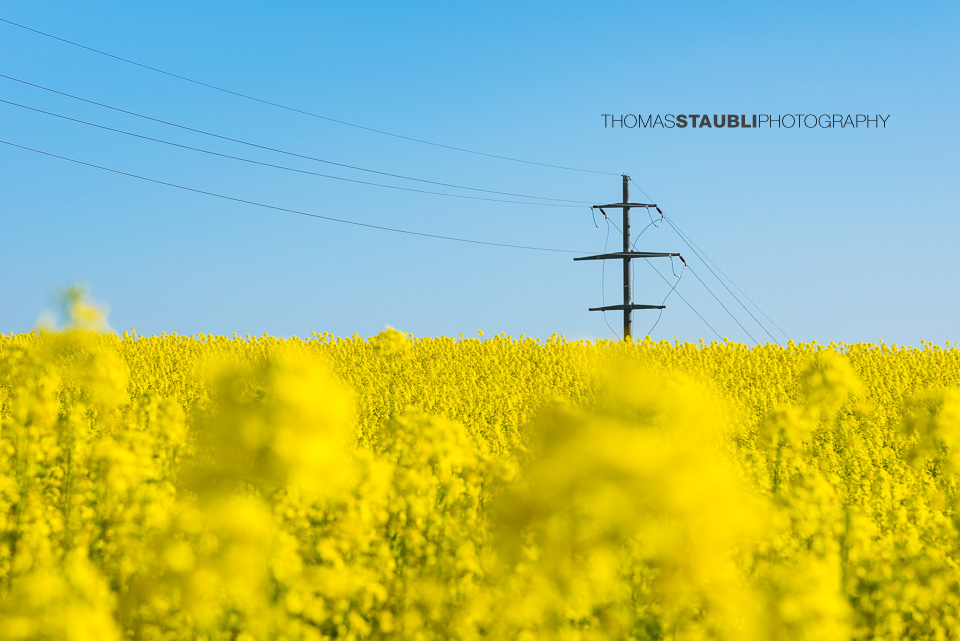 Strommast umringt von Raps