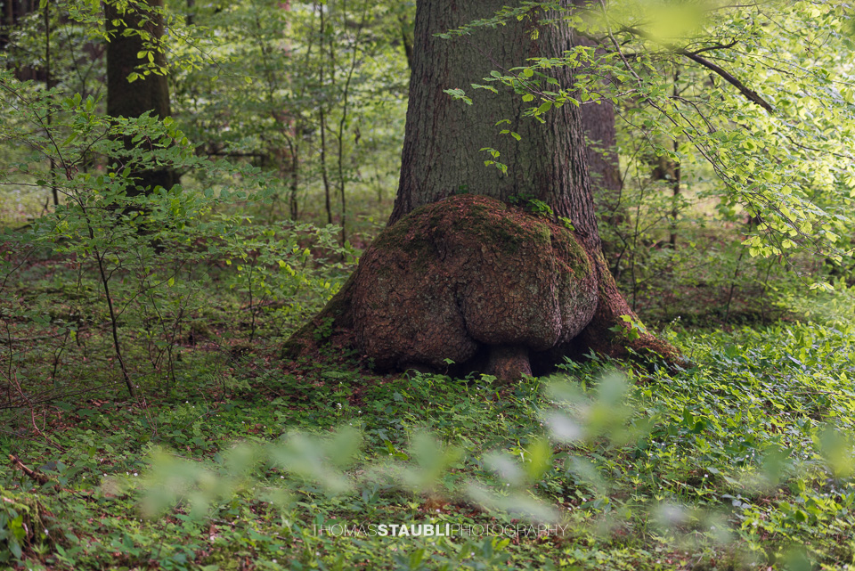 Baum mit «Hintern» im Wildnispark Sihlwald ;)