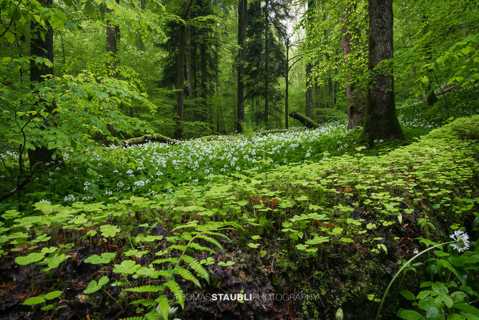 blühender Bärlauch im Wildnispark Sihlwald