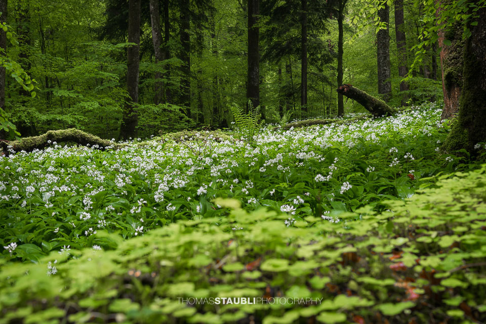 blühender Bärlauch im Wildnispark Sihlwald