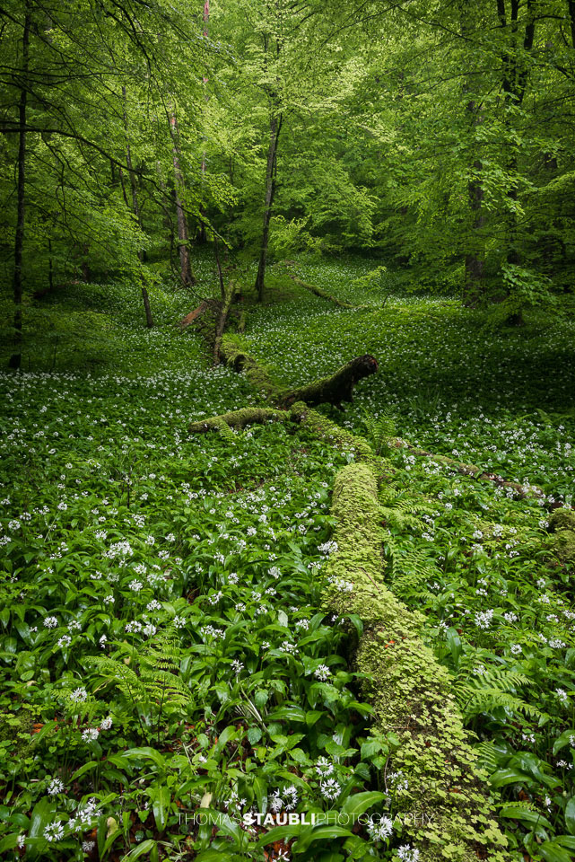 blühender Bärlauch im Wildnispark Sihlwald