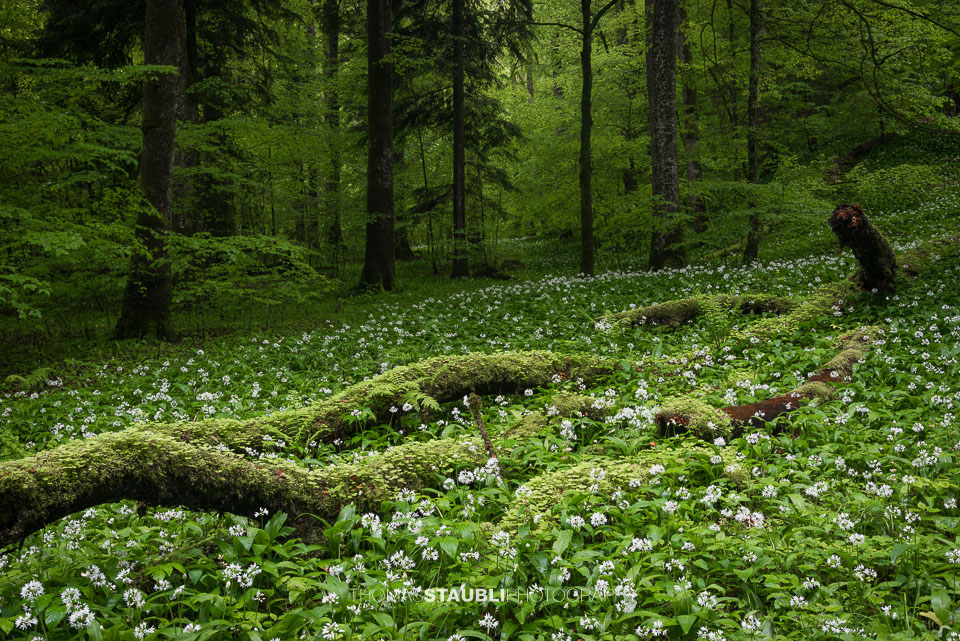 blühender Bärlauch im Wildnispark Sihlwald