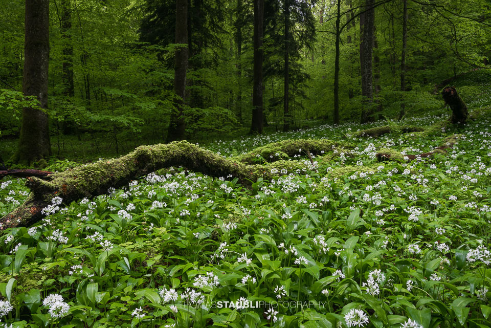 blühender Bärlauch im Wildnispark Sihlwald