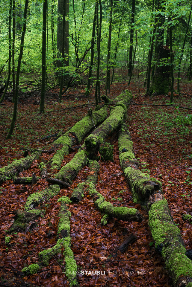 vermoderndes Holz im Wildnispark Sihlwald