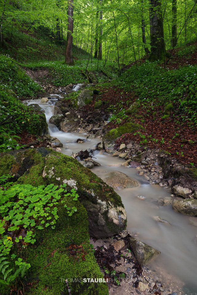 Bachlauf im Wildnispark Sihlwald