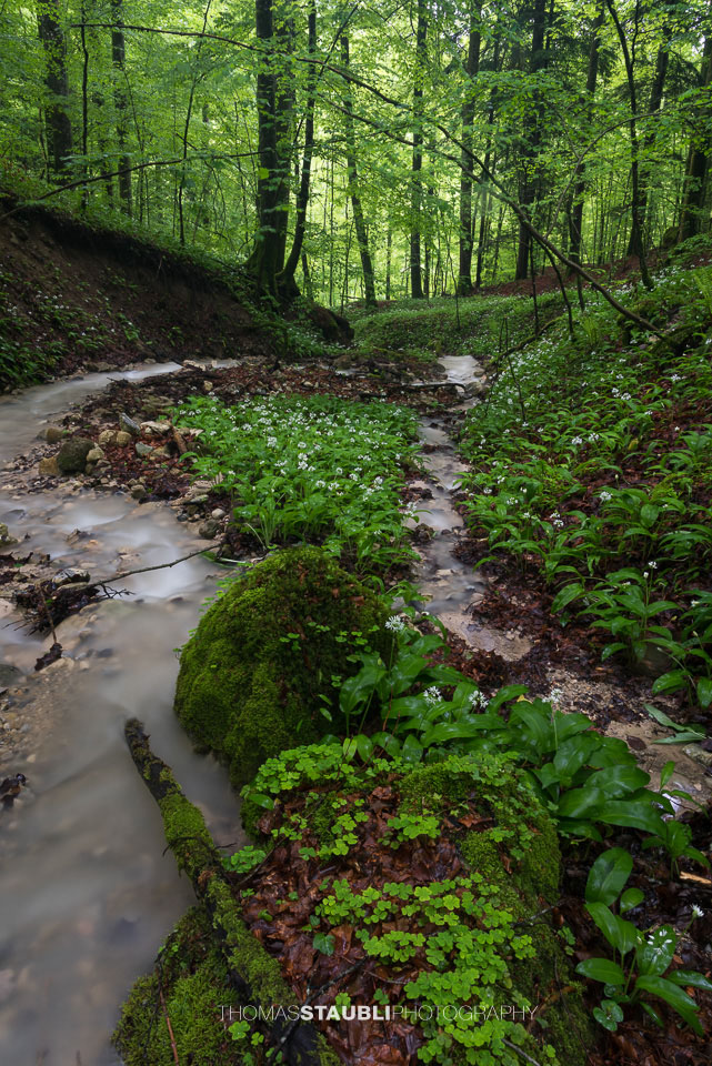 Bachlauf im Wildnispark Sihlwald