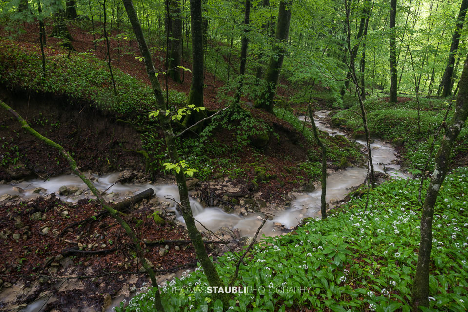 Bachlauf im Wildnispark Sihlwald