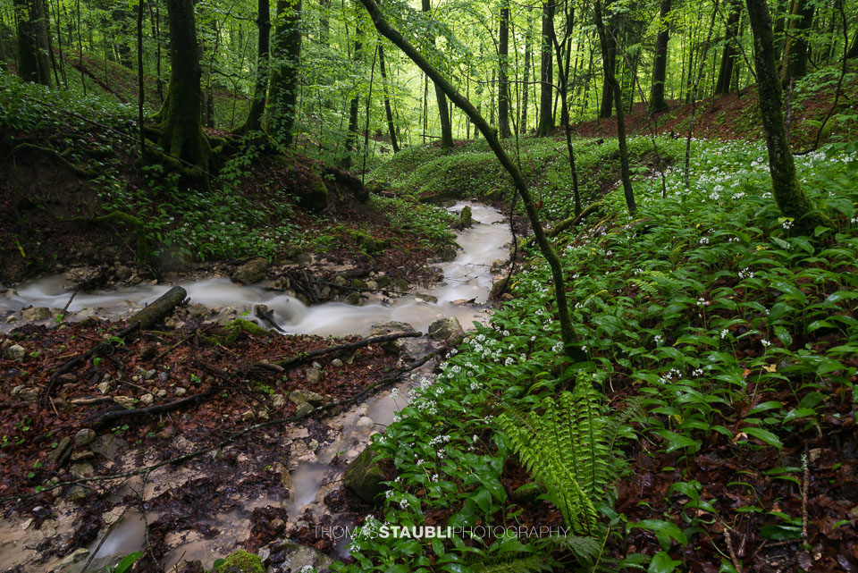 Bachlauf im Wildnispark Sihlwald
