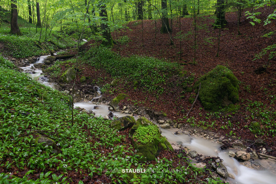 Bachlauf im Wildnispark Sihlwald