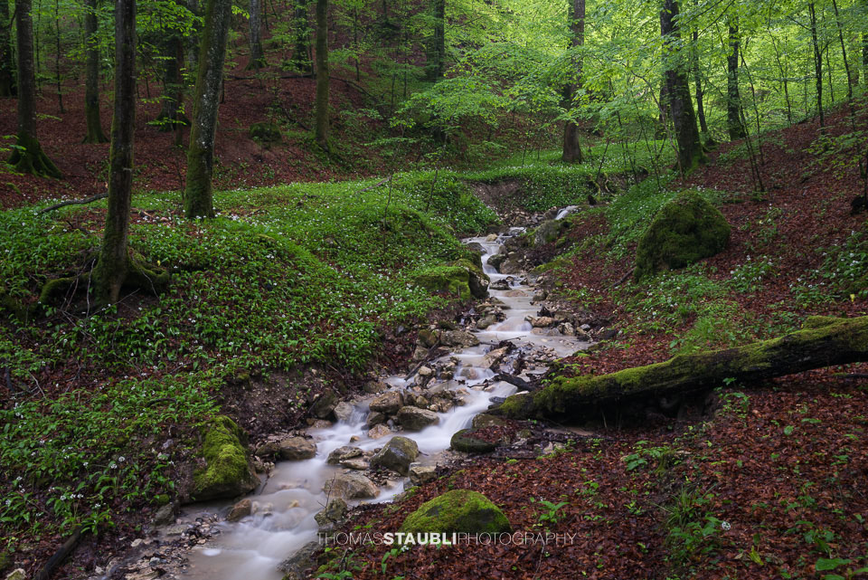 Bachlauf im Wildnispark Sihlwald