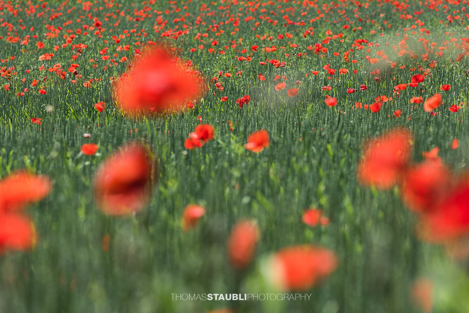 Mohnblumen im Kornfeld