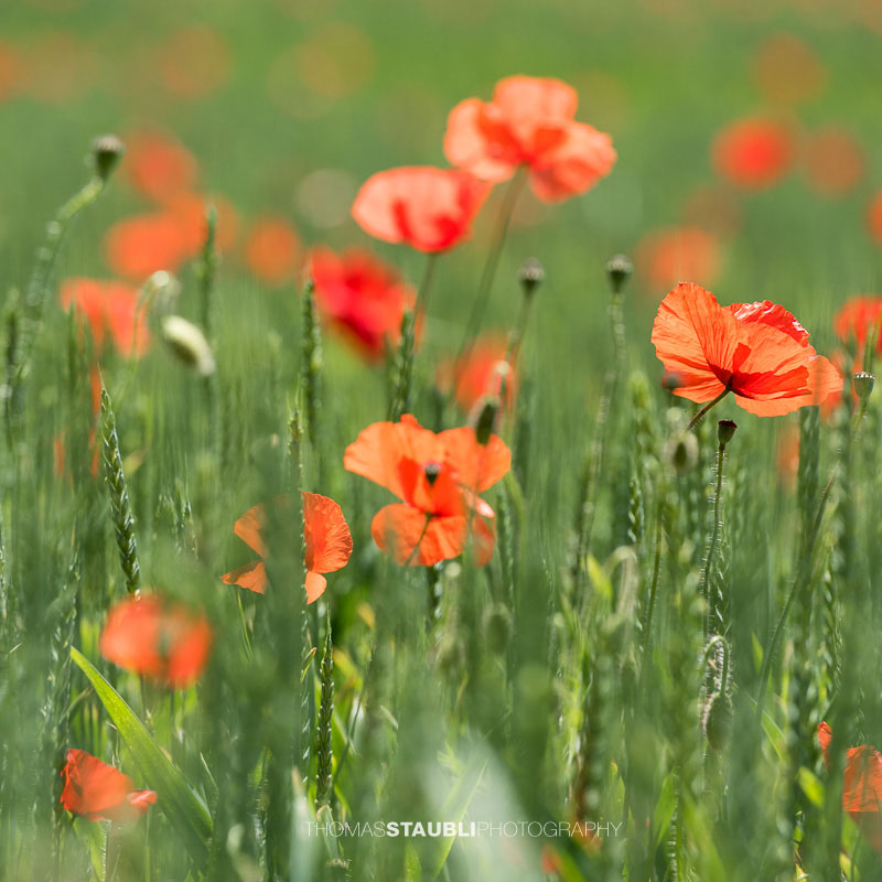 Mohnblumen im Kornfeld