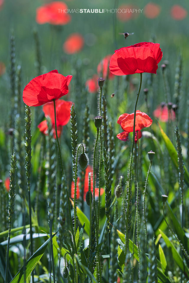 Mohnblumen im Kornfeld