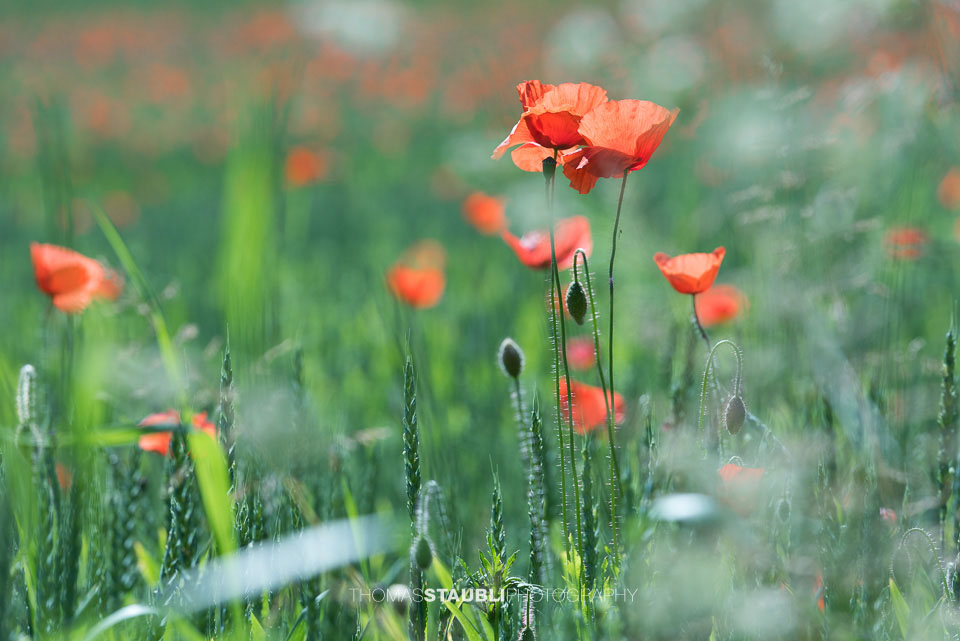 Mohnblumen
