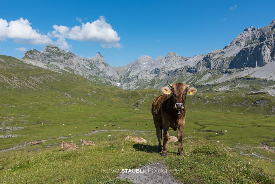 Kühe auf der Glattalp
