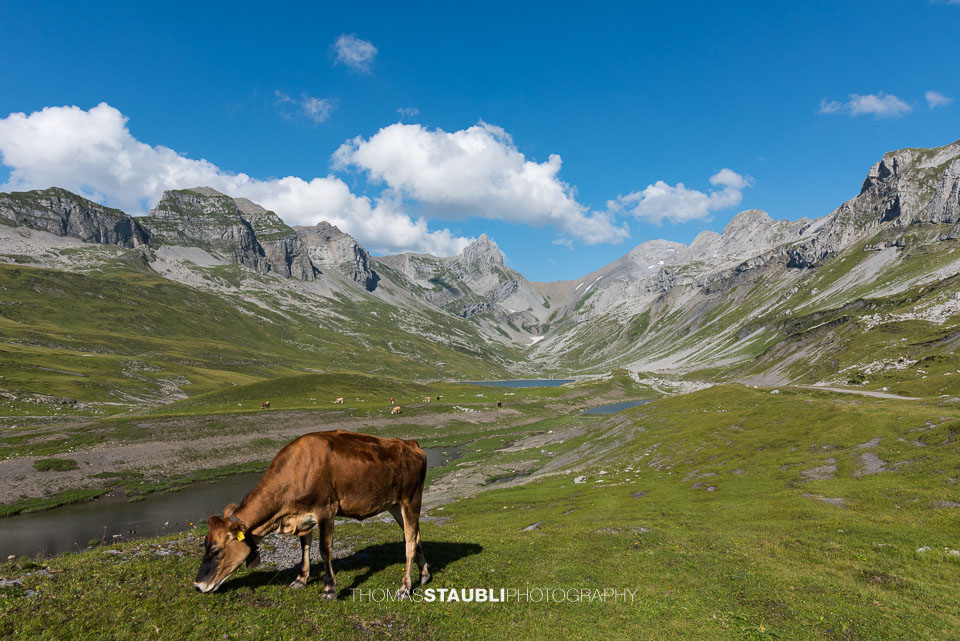 Kühe auf der Glattalp