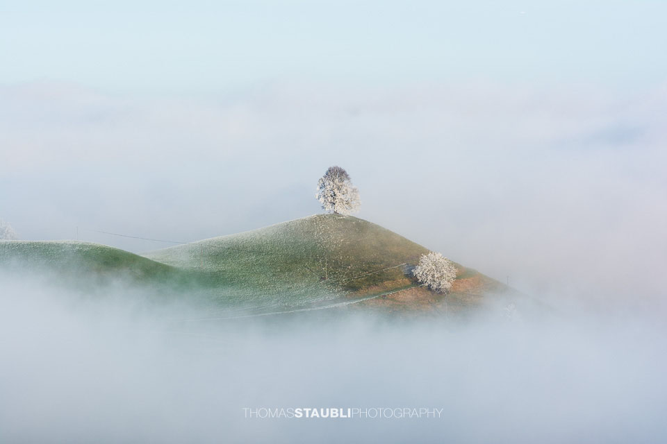 Baum knapp über dem Nebel