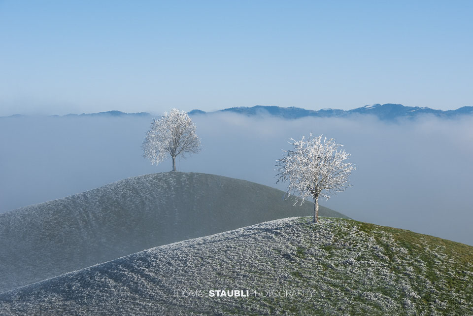 Bäume knapp über dem Nebelmeer